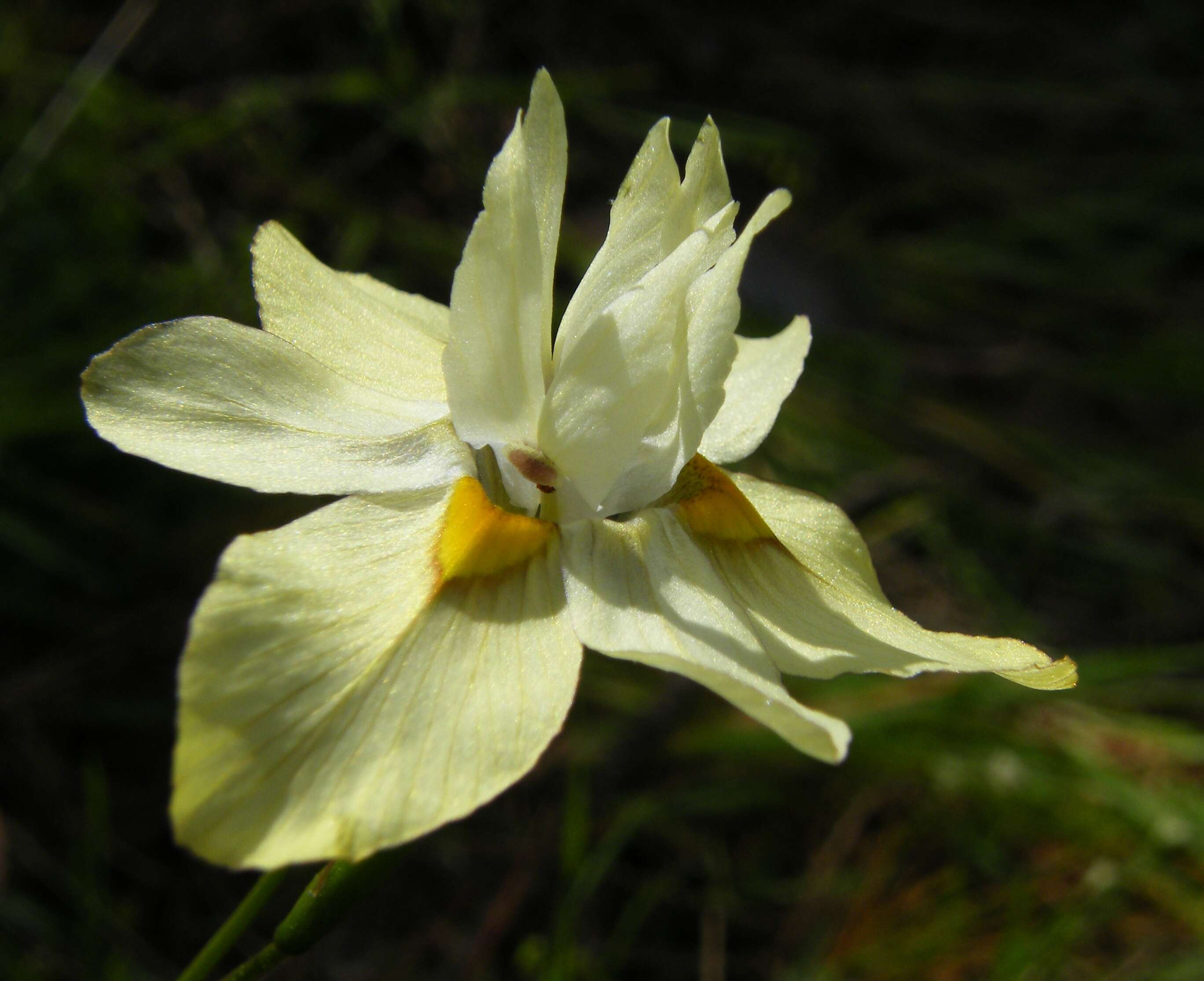 Image of Moraea gawleri Spreng.