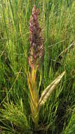 Image de Orchis rouge sang