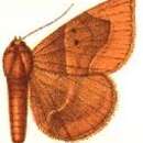 Image of Dysgonia pudica