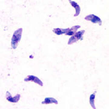 Image of Coccidia