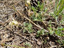 Sivun Astragalus humistratus A. Gray kuva