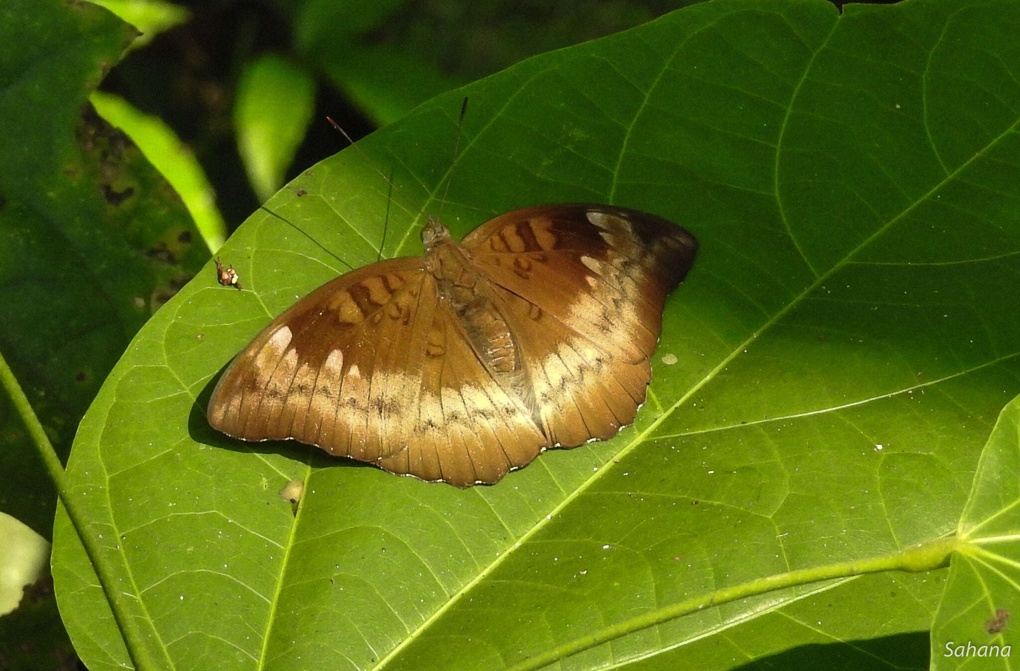 Image of Euthalia monina Fabricius 1787