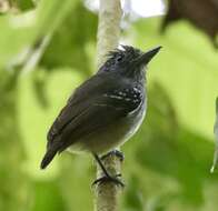 Image of Streak-crowned Antvireo