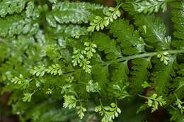 Image of Asplenium bulbiferum Forst.