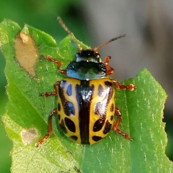 Image of <i>Calligrapha matronalis</i>