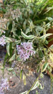 صورة Eupatorium fortunei Turcz.