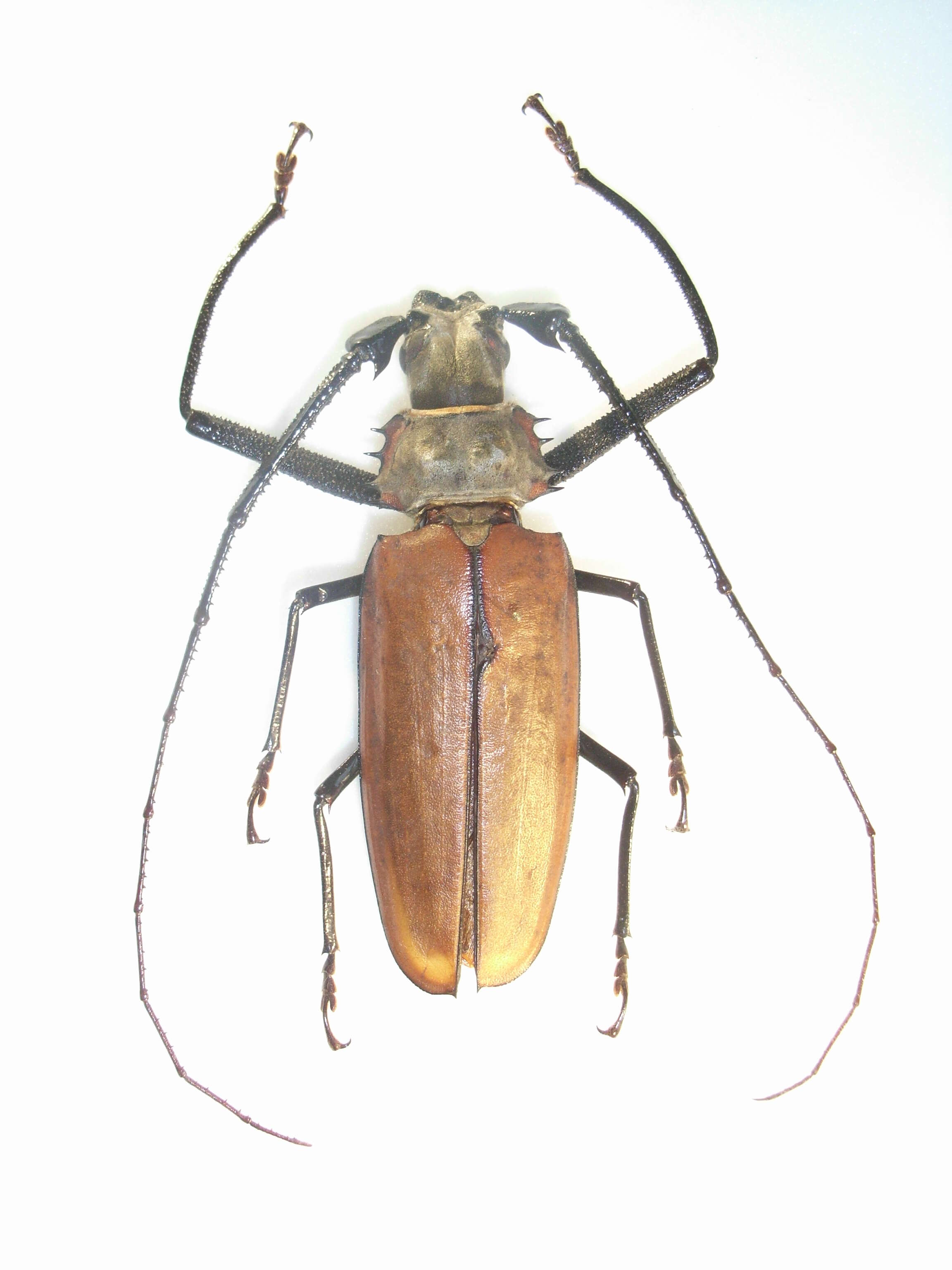 Image of Enoplocerus