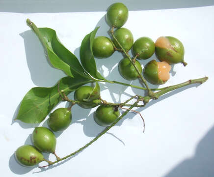 Image of Spanish lime