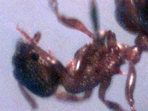 Image of Tetramorium immigrans