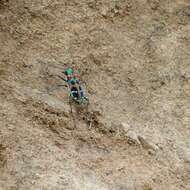 Image of Cicindela (Sophiodela) chinensis De Geer 1774