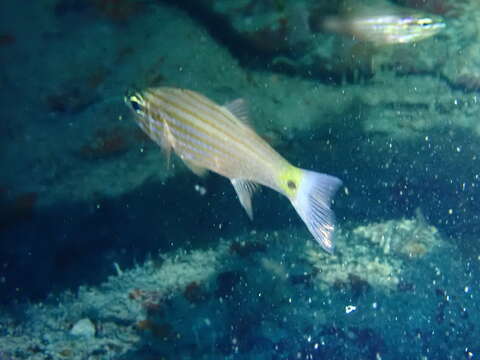 Image of Wolf cardinalfish