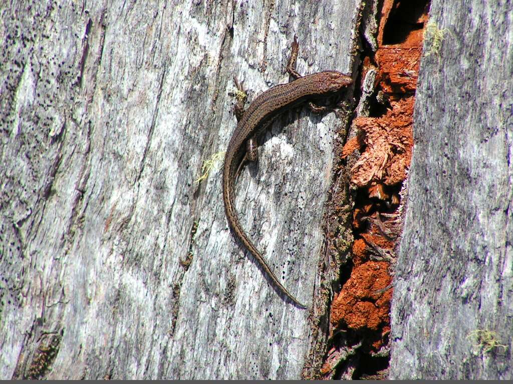 Image of Tasmanian Tree Skink