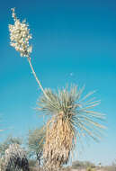 Image of soaptree yucca