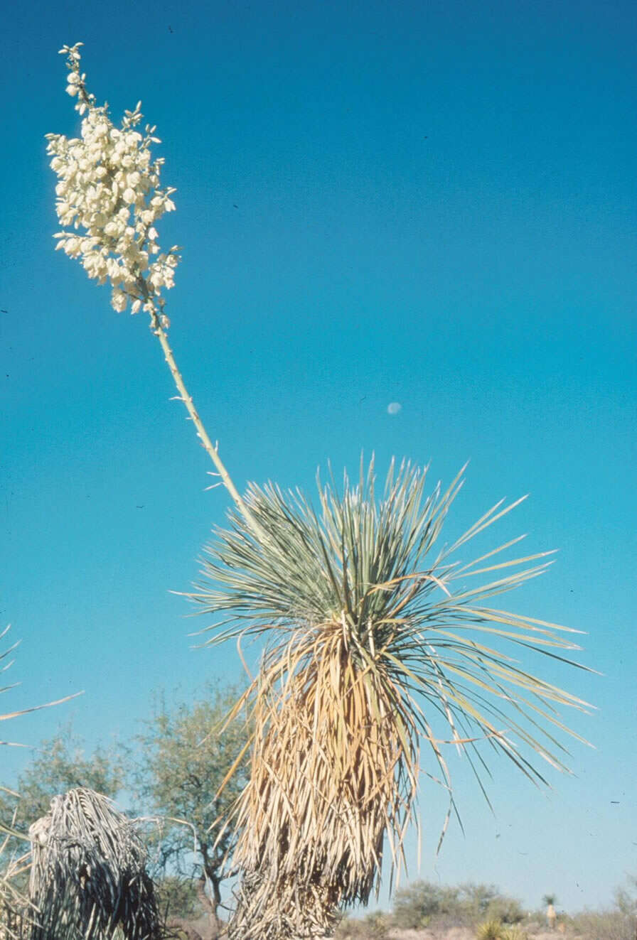 Image of soaptree yucca