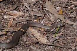Image of White-lipped snake