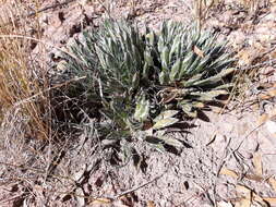 Image of Agave parviflora subsp. parviflora