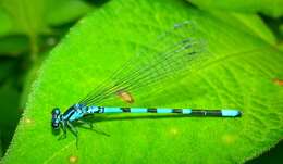 Image of Arctic Bluet