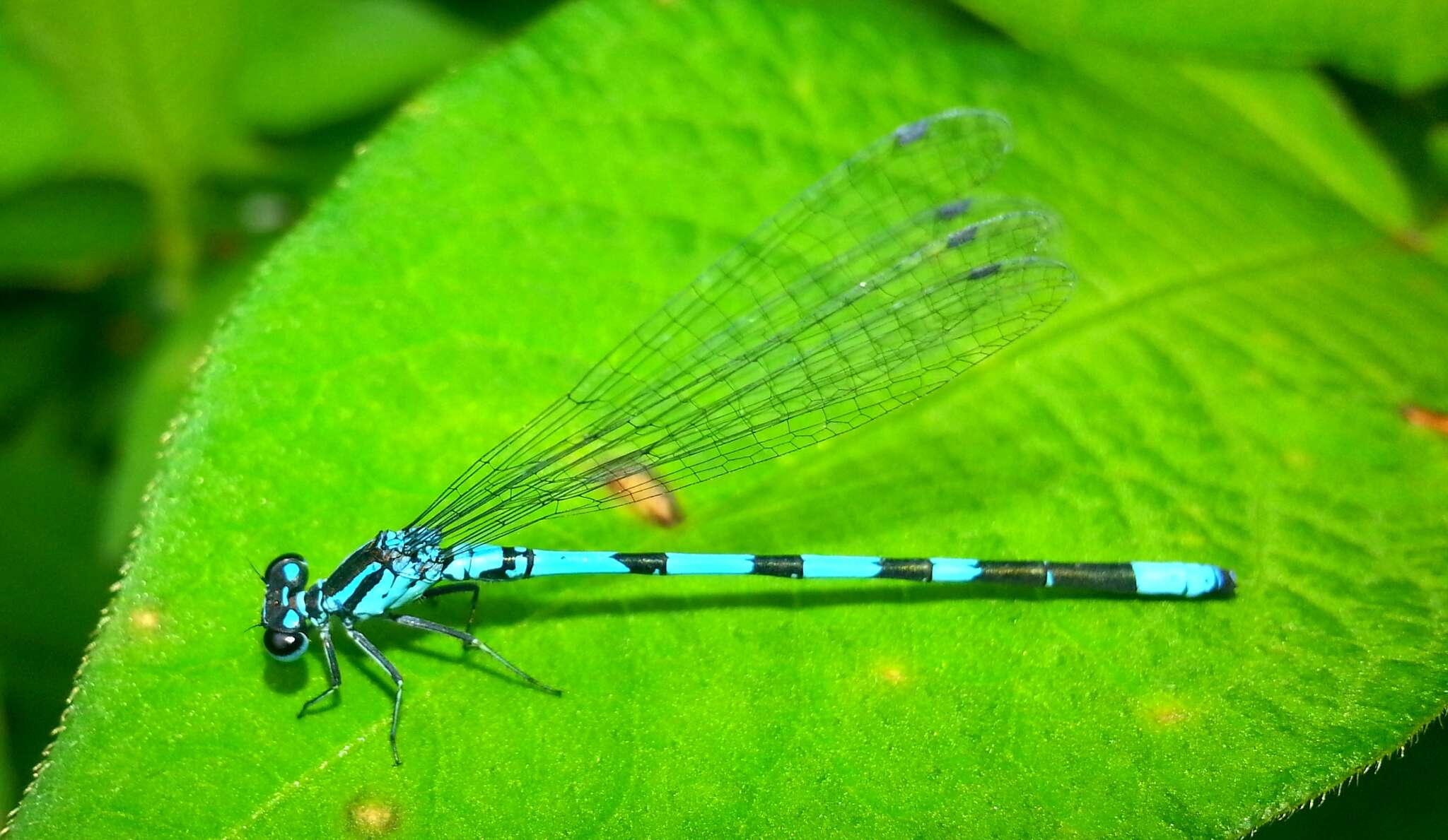 Plancia ëd Coenagrion johanssoni (Wallengren 1894)