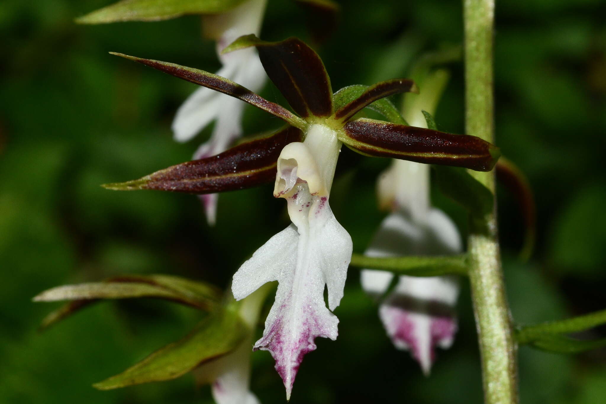 Image of Calanthe arcuata Rolfe