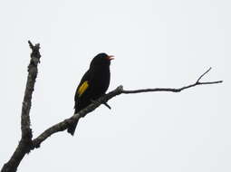 Image of Black-and-gold Cotinga