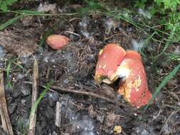 Image de Hortiboletus coccyginus