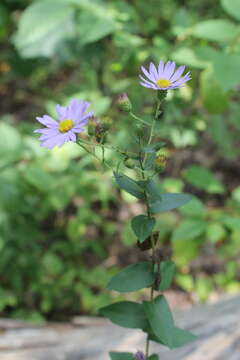 Sivun <i>Symphyotrichum <i>patens</i></i> var. patens kuva