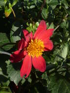 Image of red dahlia