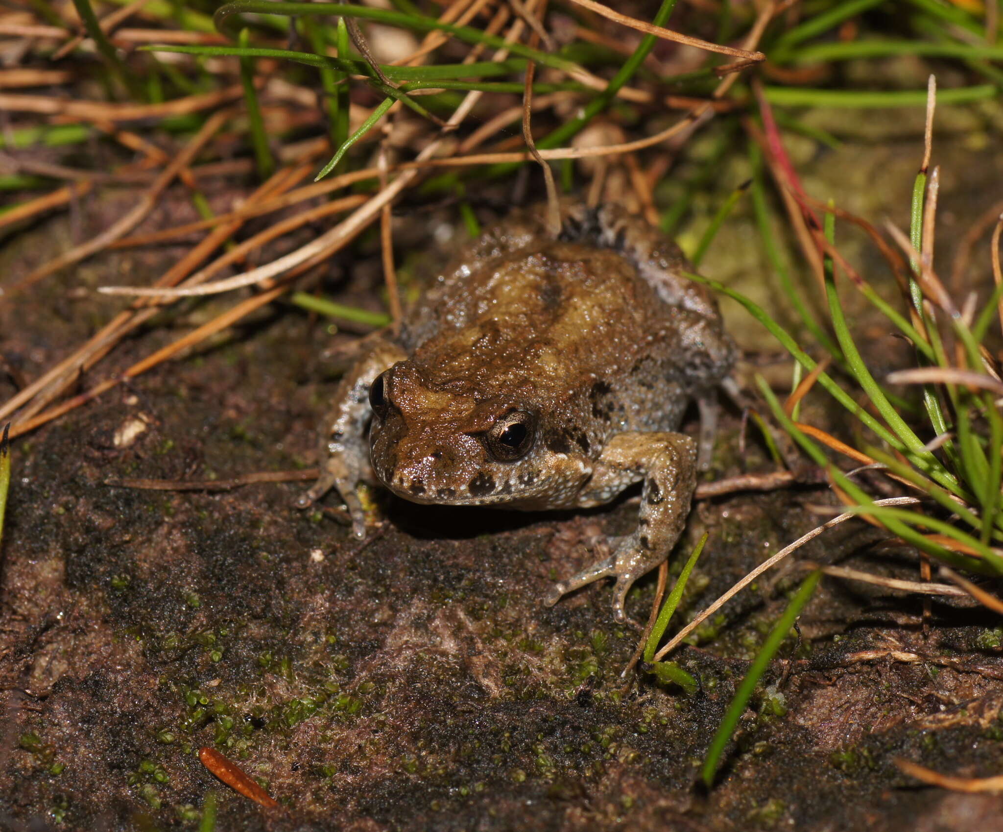 Image of Brown Froglet