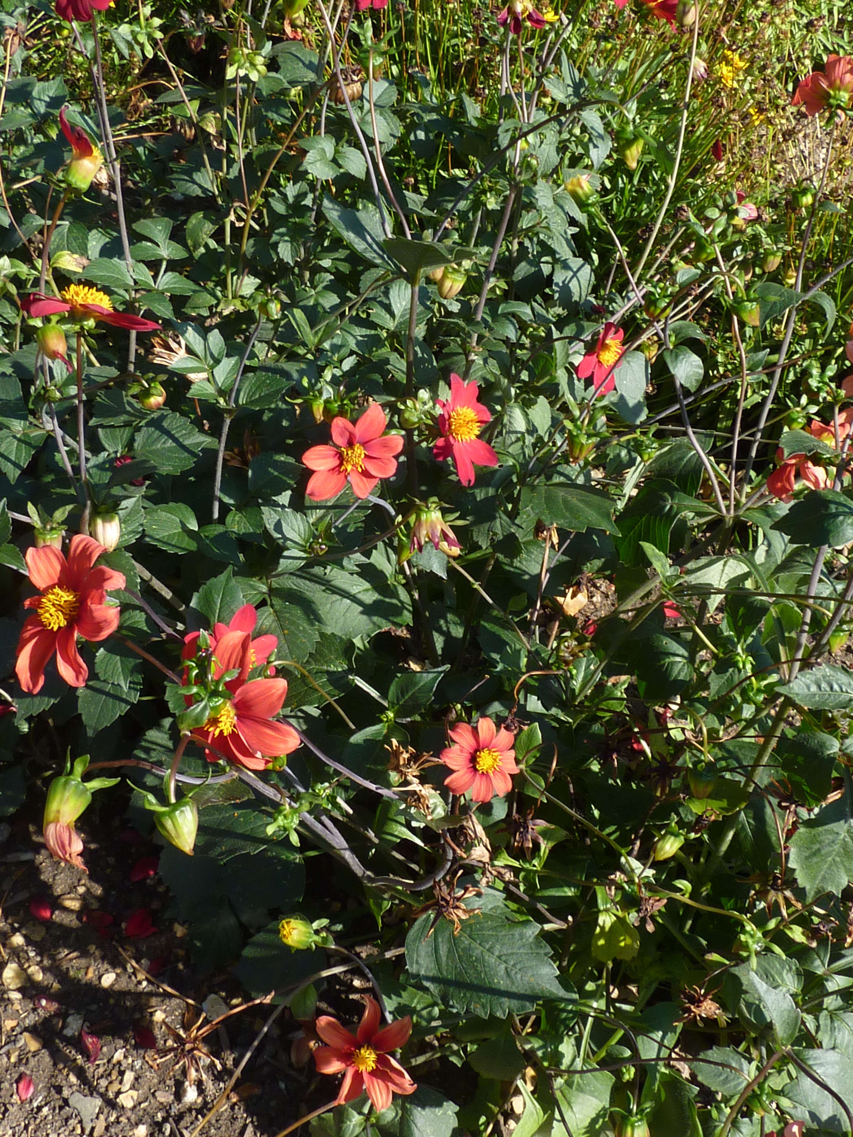 Image of red dahlia