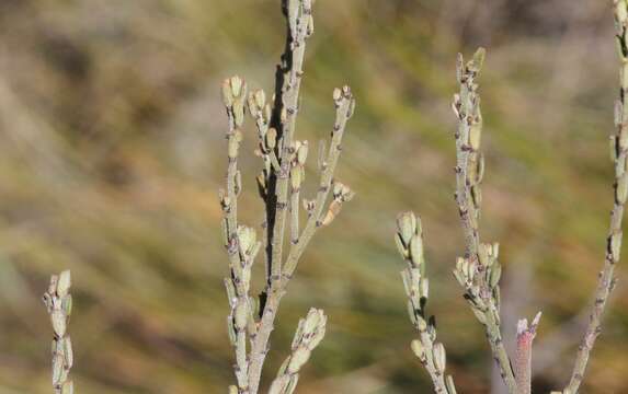 Image of Indigofera adesmiifolia A. Gray