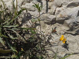 Image of Narrow-leaved Bird's-foot-trefoil