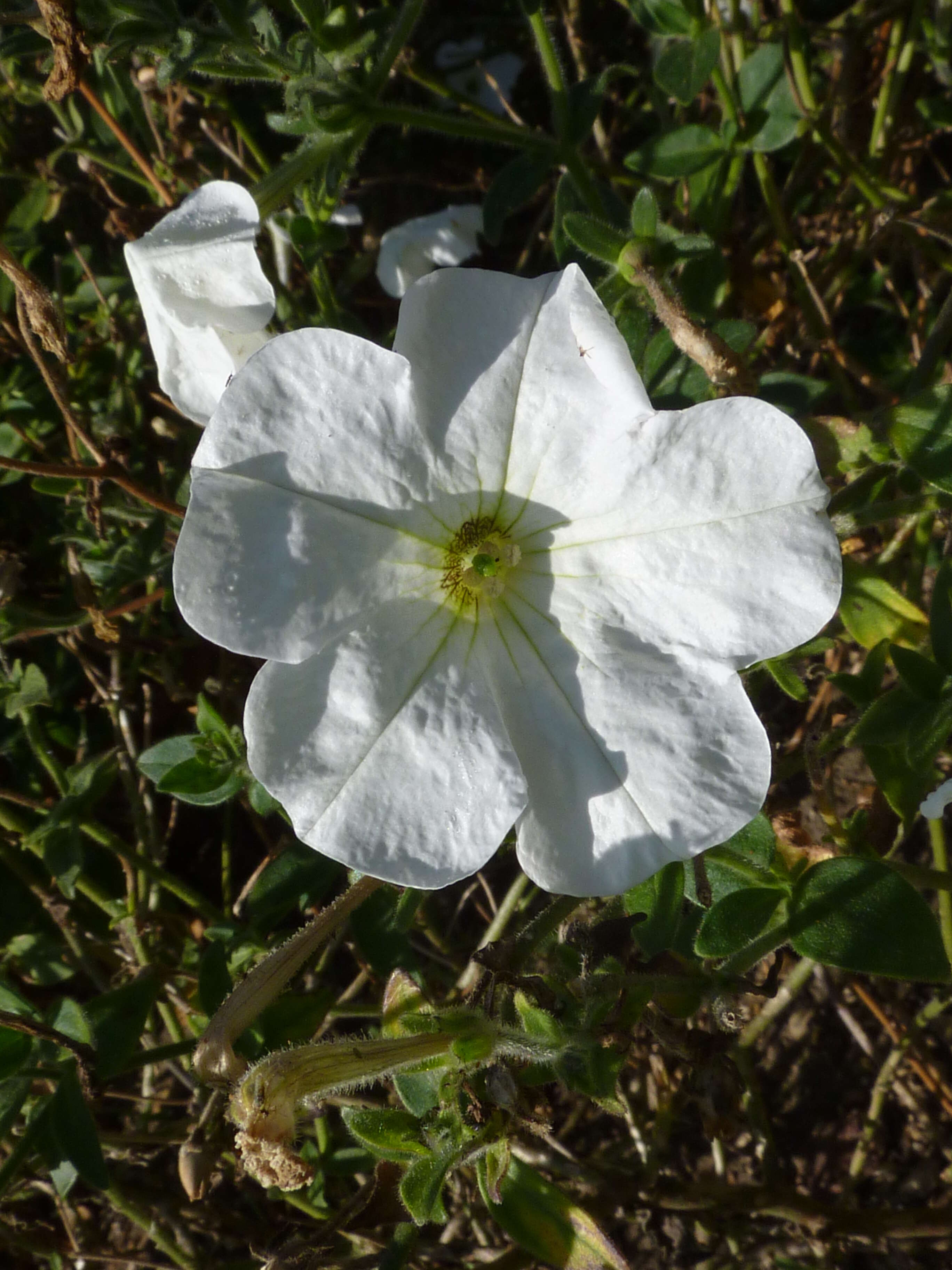 صورة Petunia axillaris (Lam.) Britton