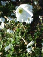 صورة Petunia axillaris (Lam.) Britton