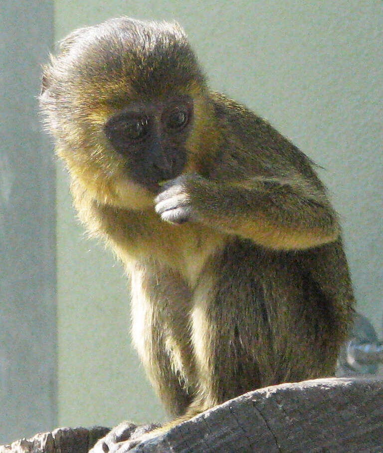 Image of Hamlyn’s Monkey