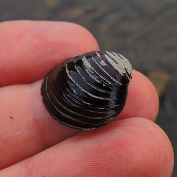 Image of Golden Freshwater Clam