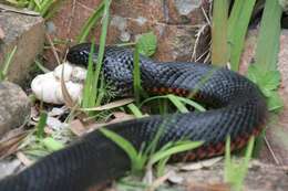 Image of Black Treesnake