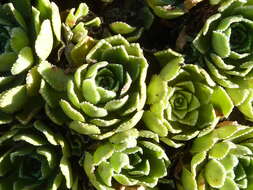 Image of Livelong Saxifrage