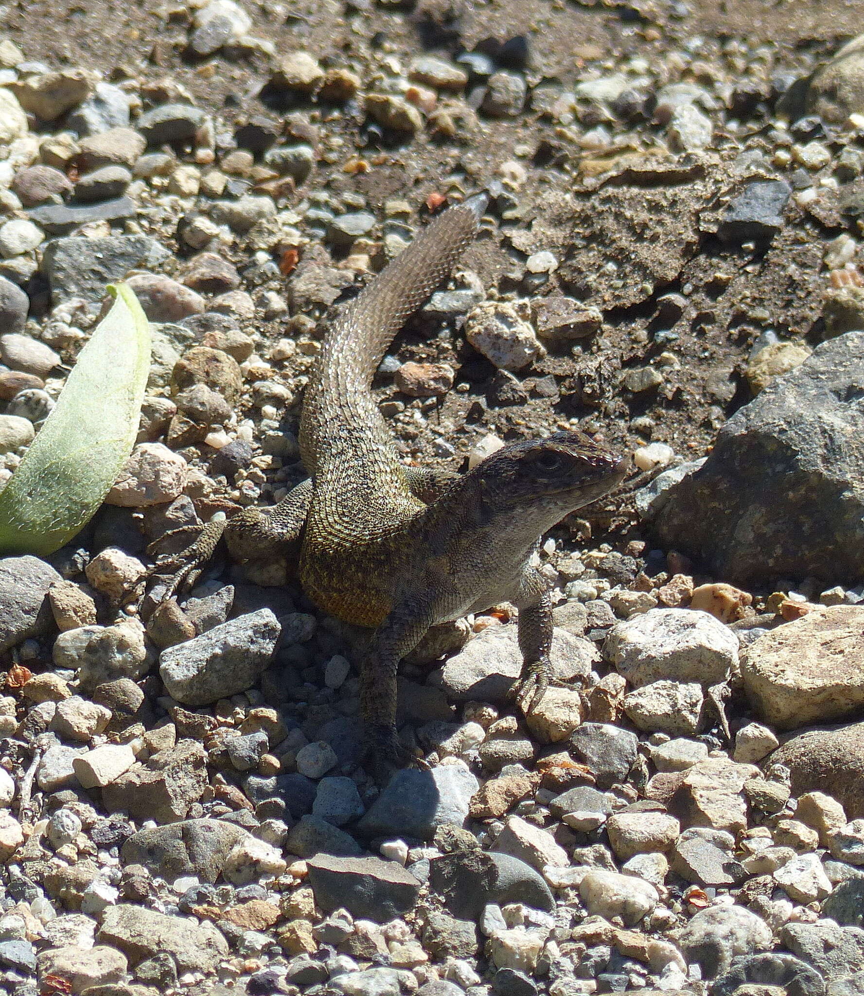 Image of Elongate Tree Iguana