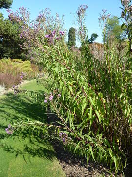 Vernonia gigantea (Walt.) Trel. ex Branner & Coville resmi