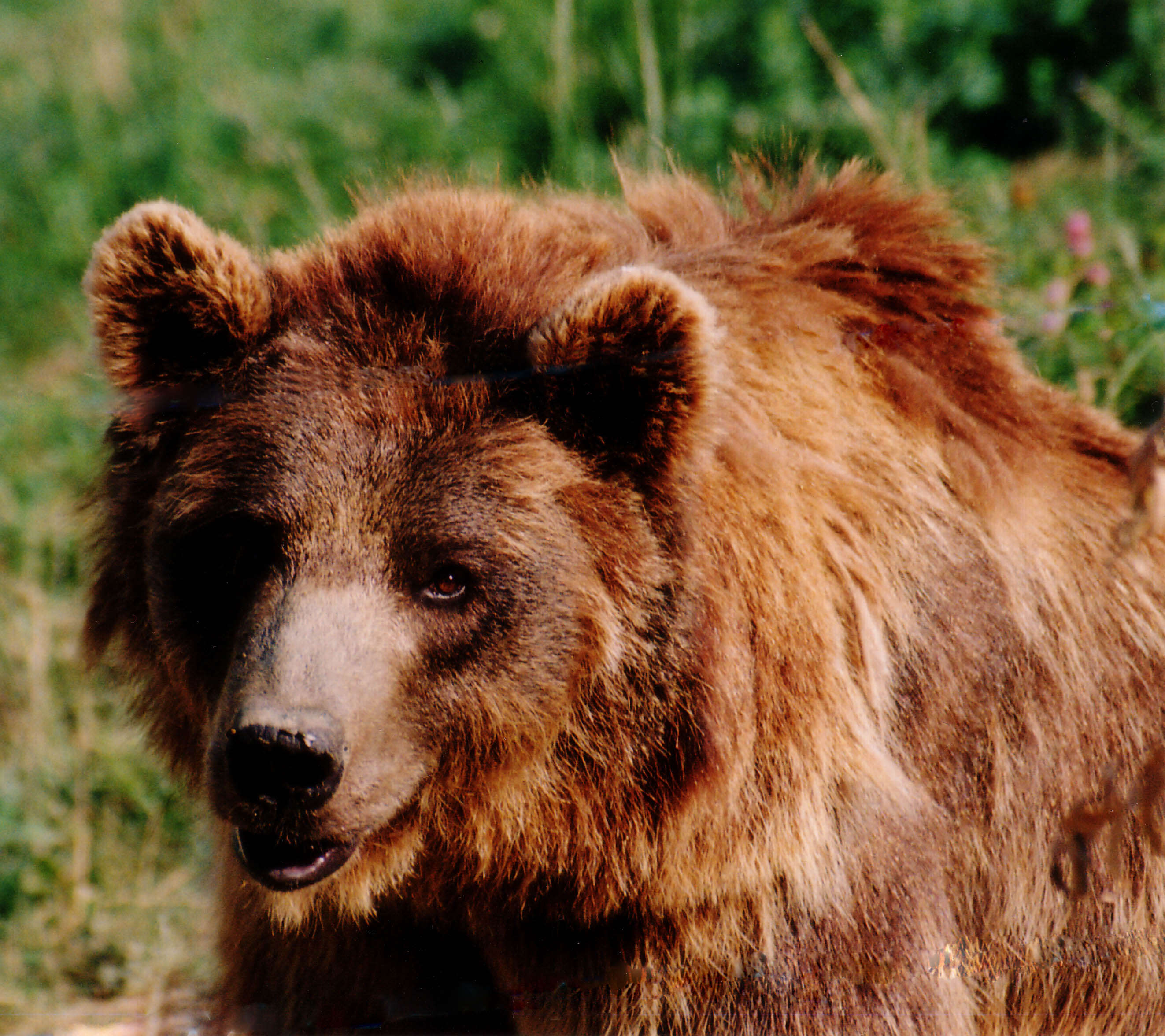 Image of Brown Bear