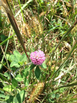 Image of Red Clover