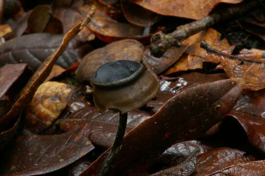 Blastosporella zonata T. J. Baroni & Franco-Mol. 2007 resmi