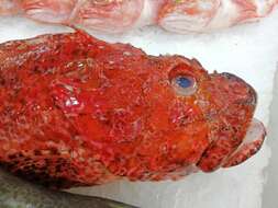 Image of Bigscale Scorpionfish