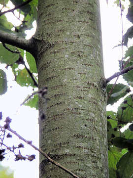 Image of Common Aspen