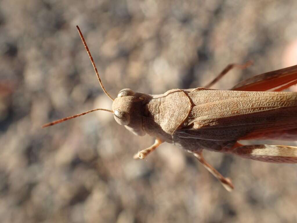 Imagem de Sphingonotus (Sphingonotus) erythropterus Sjöstedt 1920