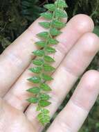 Image of Peperomia tovariana C. DC.