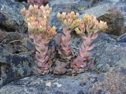 Image of Sierra stonecrop