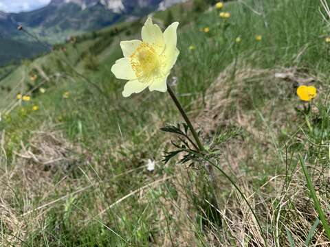 Image of Pulsatilla alpina subsp. apiifolia (Scop.) Nyman