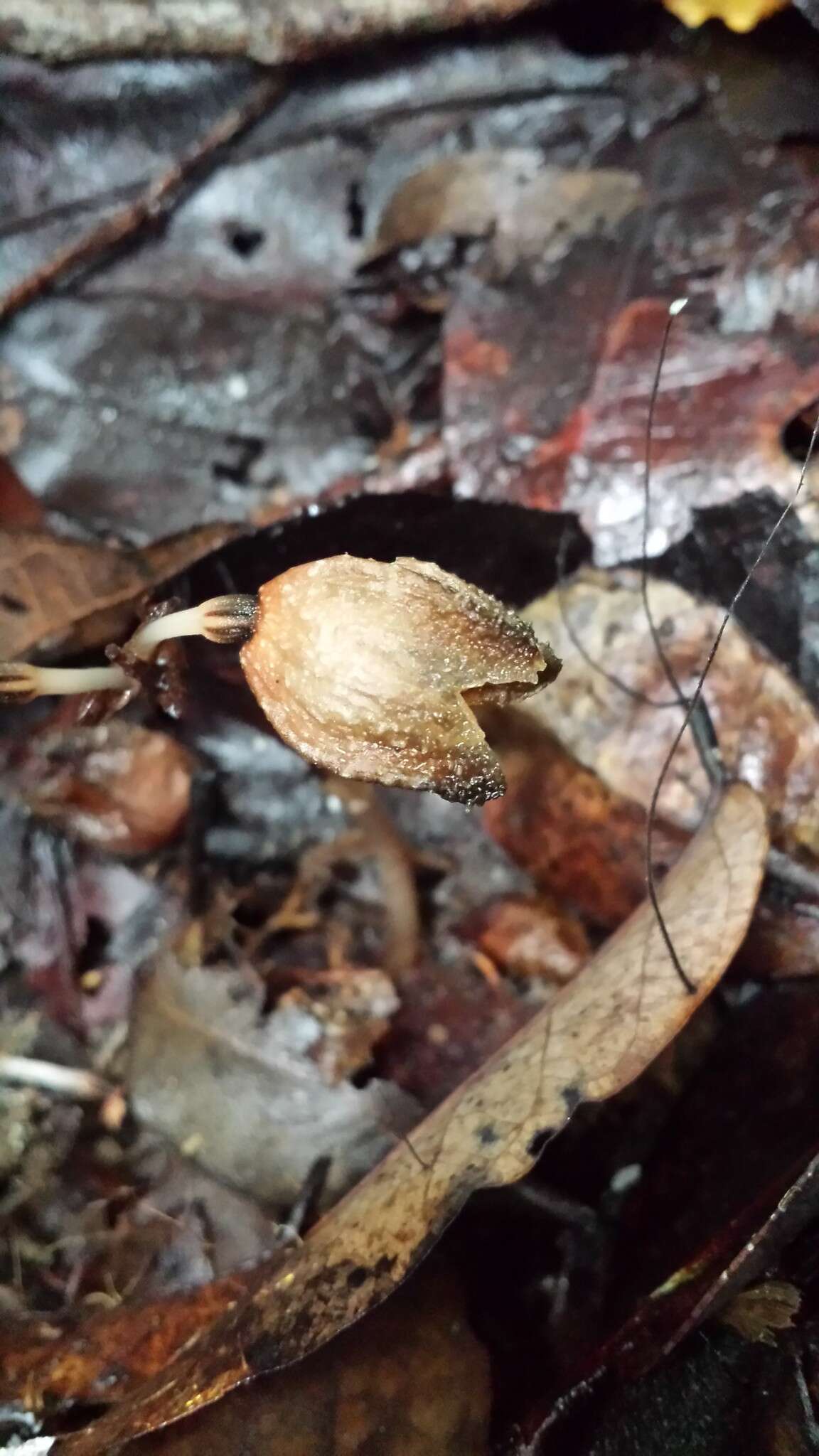 Image of Gastrodia madagascariensis H. Perrier ex Martos & Bytebier