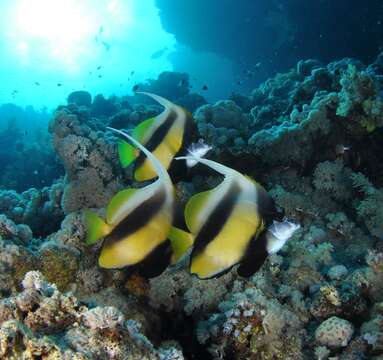 Image of Red Sea Bannerfish